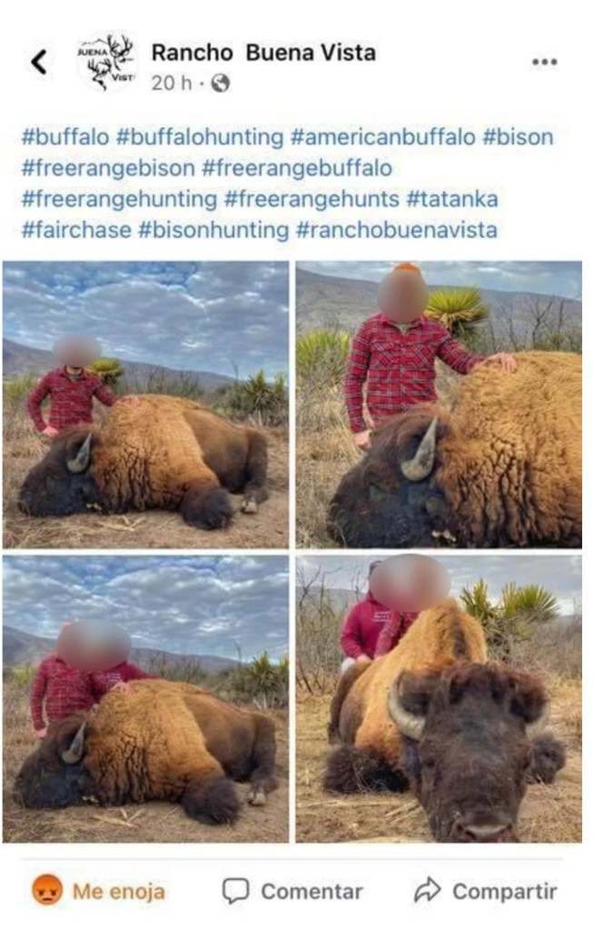 caza-de-bisontes-causa-indignacion-en-redes-sociales