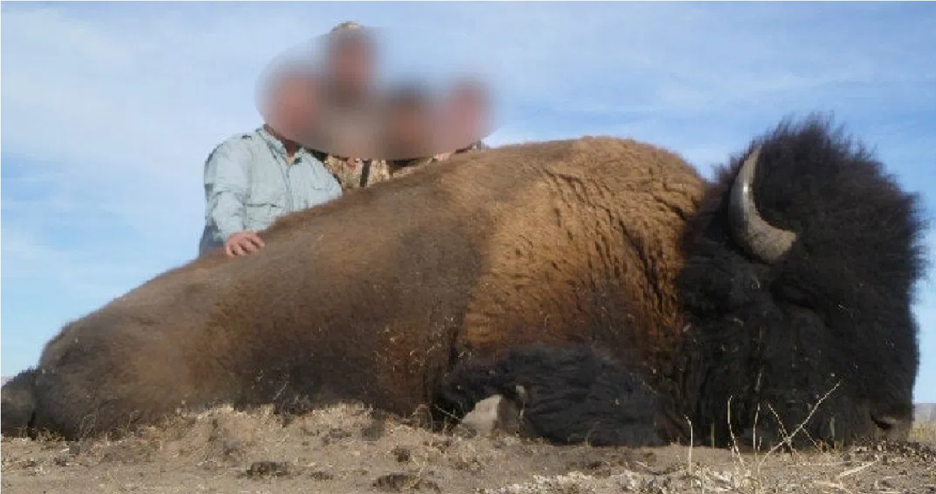 La caza de un bisonte americano en Coahuila indigno a las redes sociales || FOTOS