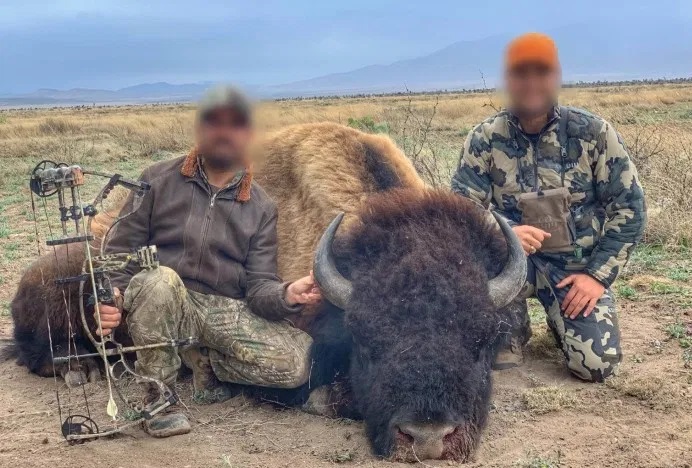 caza-de-bisontes-causa-indignacion