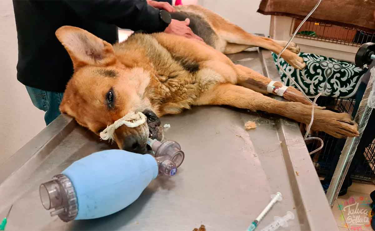 Toluca: Autoridades piden denunciar maltrato animal tras el fallecimiento de varios perritos