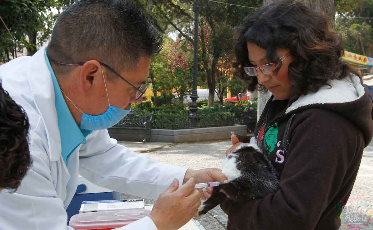 Campaña de vacunación antirrábica estado de México