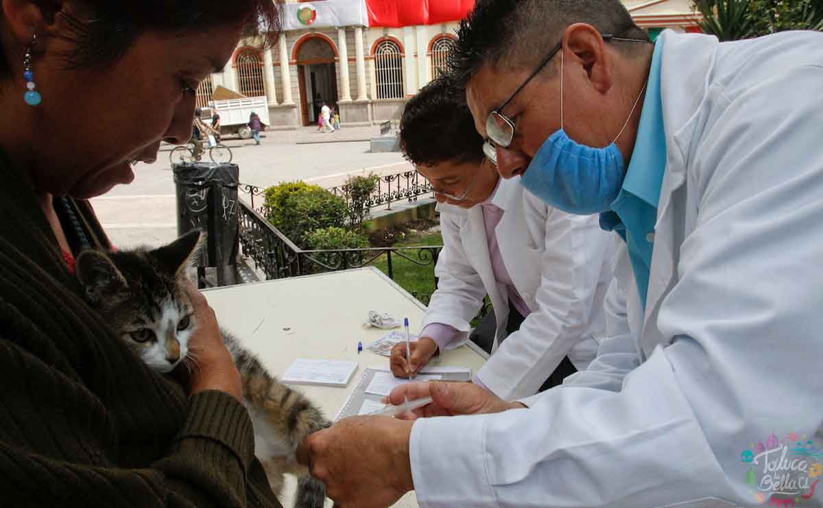 Campaña de vacunación antirrábica 2021 Estado de México: Fechase