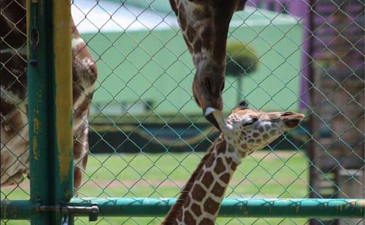 Zoológico de Zacango del Edomex: Conoce a la nueva jirafa bebé