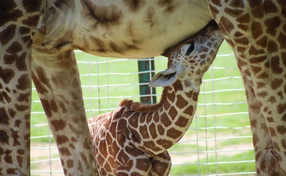 Zoológico de Zacango Edomex: Nace cría de jirafa