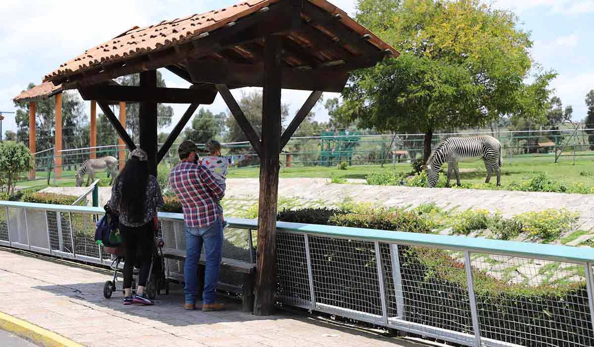 ¿Cómo llegar al Zoológico de Zacango y cuánto cuesta la entrada? Infórmate y visita este maravilloso lugar lleno de increíbles animales. 