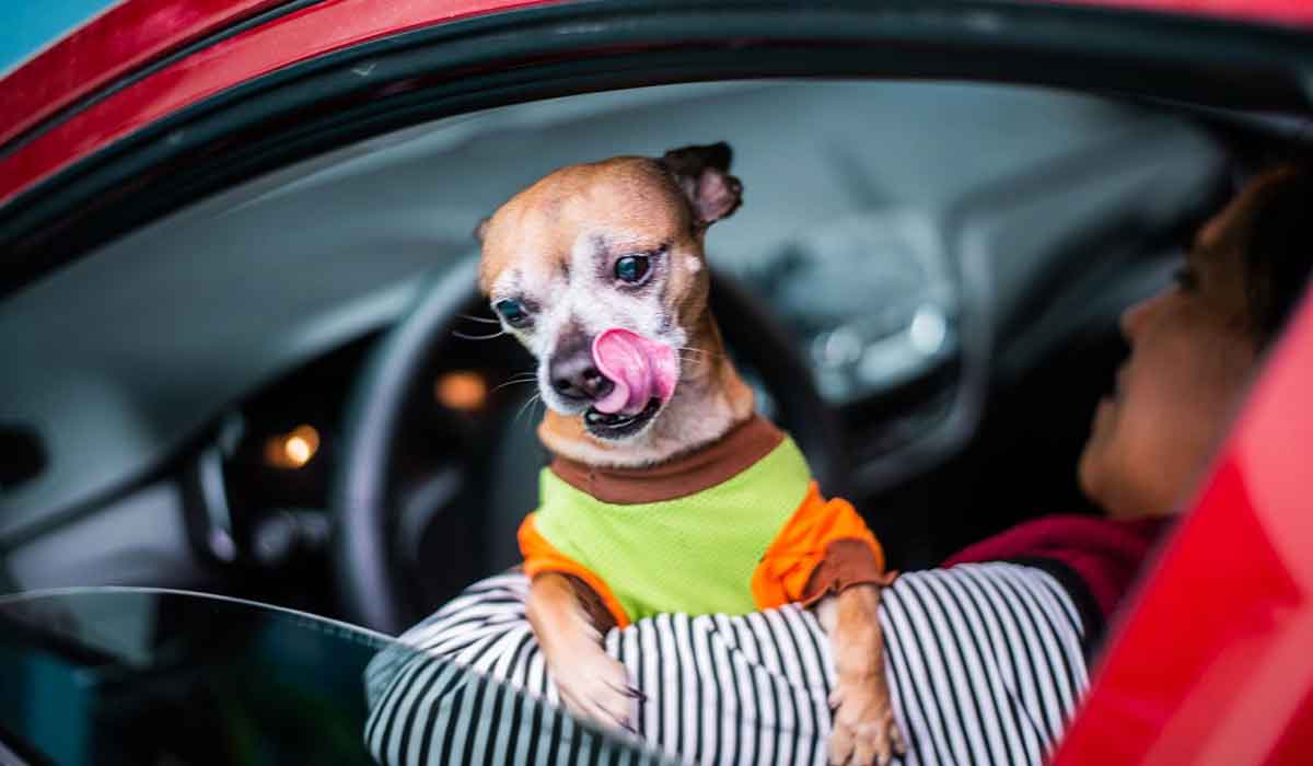 De acuerdo al Reglamento de Tránsito CDMX, puedes ser acreedor de una multa si llevas a tu perro en tu auto, te decimos cómo evitarla.