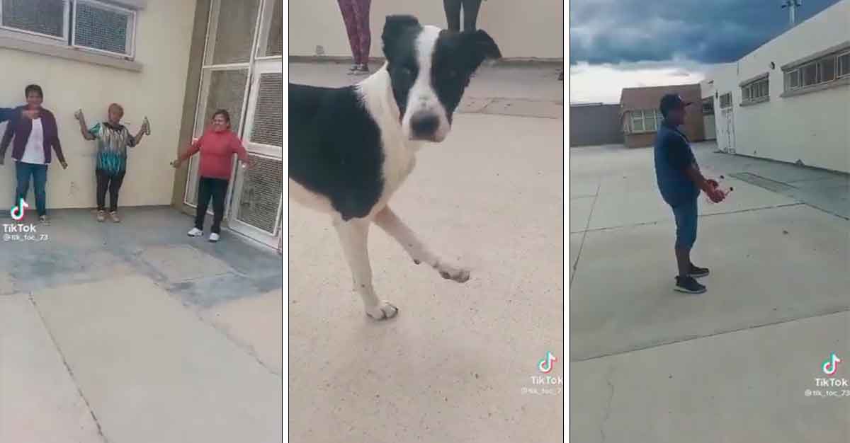 A través de redes sociales un video de un lomito haciendo ejercicio se hace viral, velo y coméntanos tu reacción.