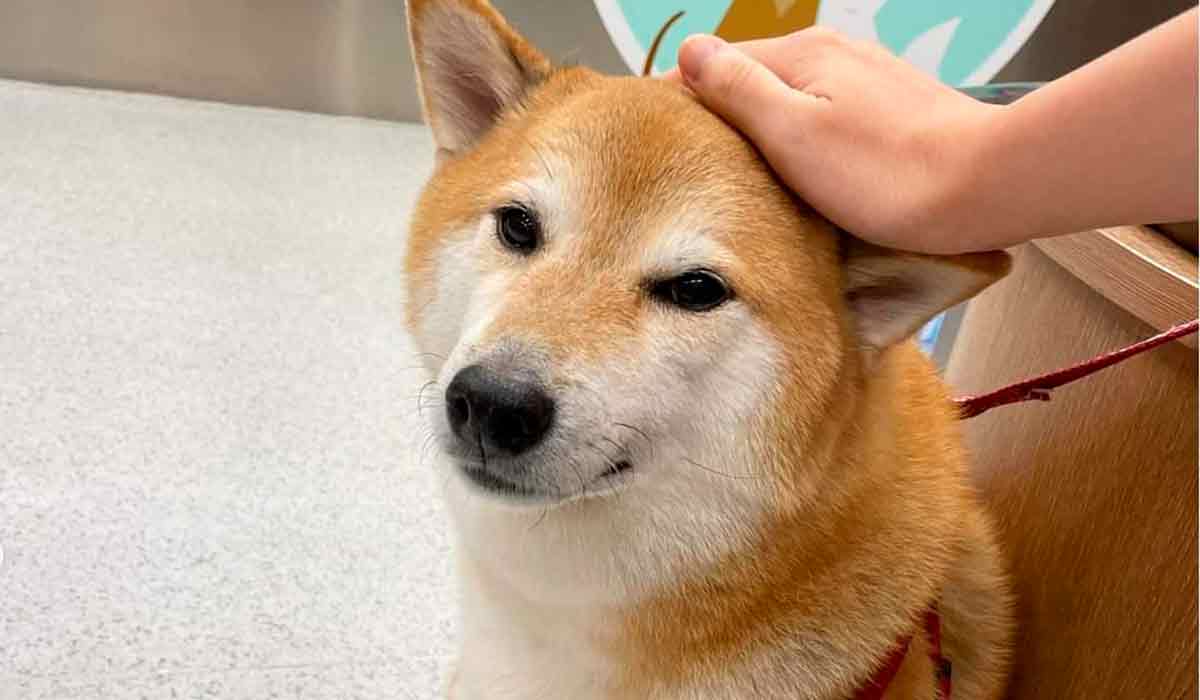 "Cheems" el perrito viral de internet, se encuentra delicado de salud
