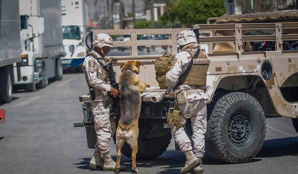 Soldados se encariñan con perro que resguardaba una casa de narcotraficantes en el estado de Tijuana, fue rescatado y se hace viral.