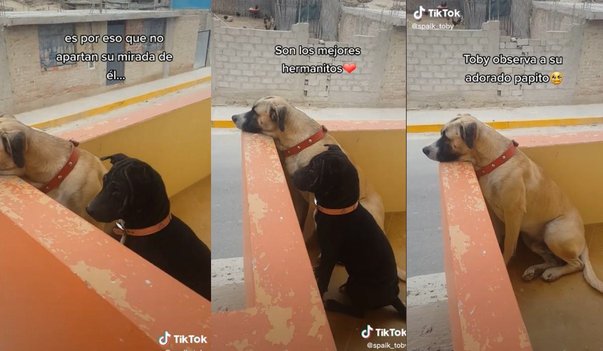 Viral - Tristeza de este perrito conmueve a las redes sociales