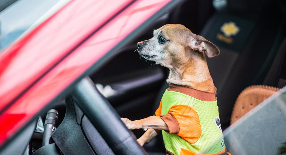 Mejores Croquetas para perro según la Profeco