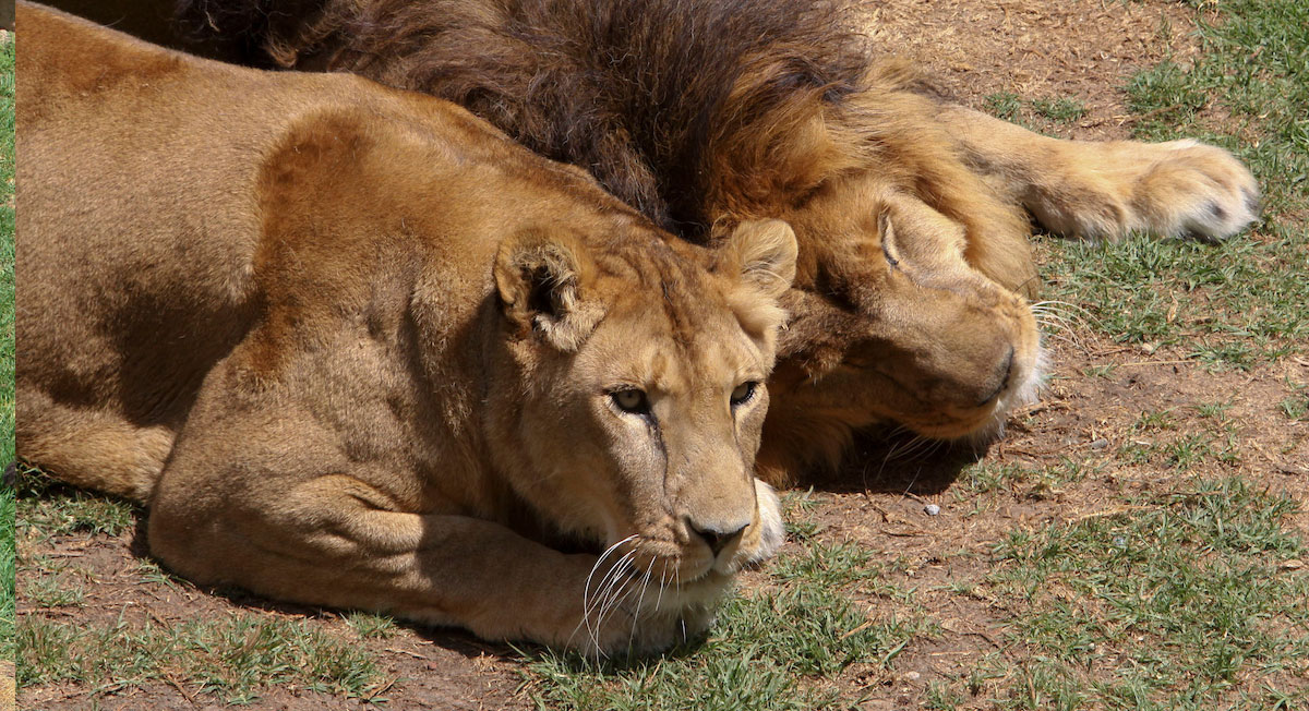 par de nuevos leones que llegaron al zoológico de zacango en Toluca
