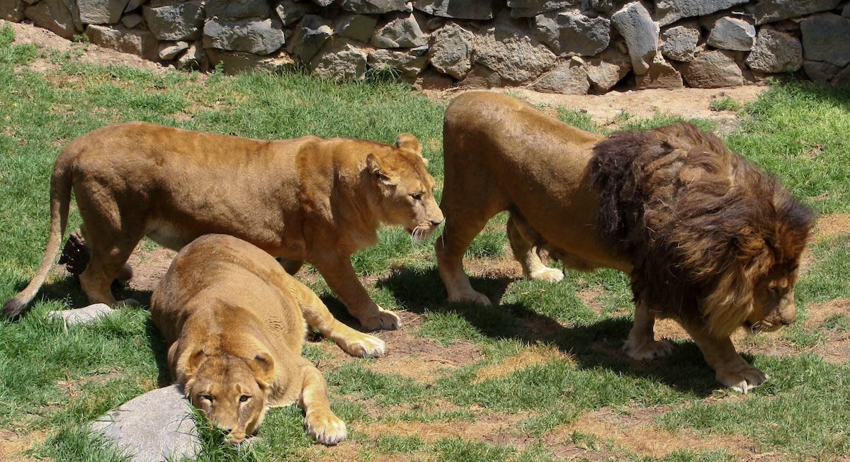 ¡Me parecio ver un lindo gatito! Visita en vacaciones los 5 nuevos leones y jaguares que llegaron a Toluca