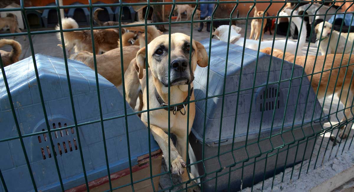 Holanda logra acabar con el problema de los perros callejeros