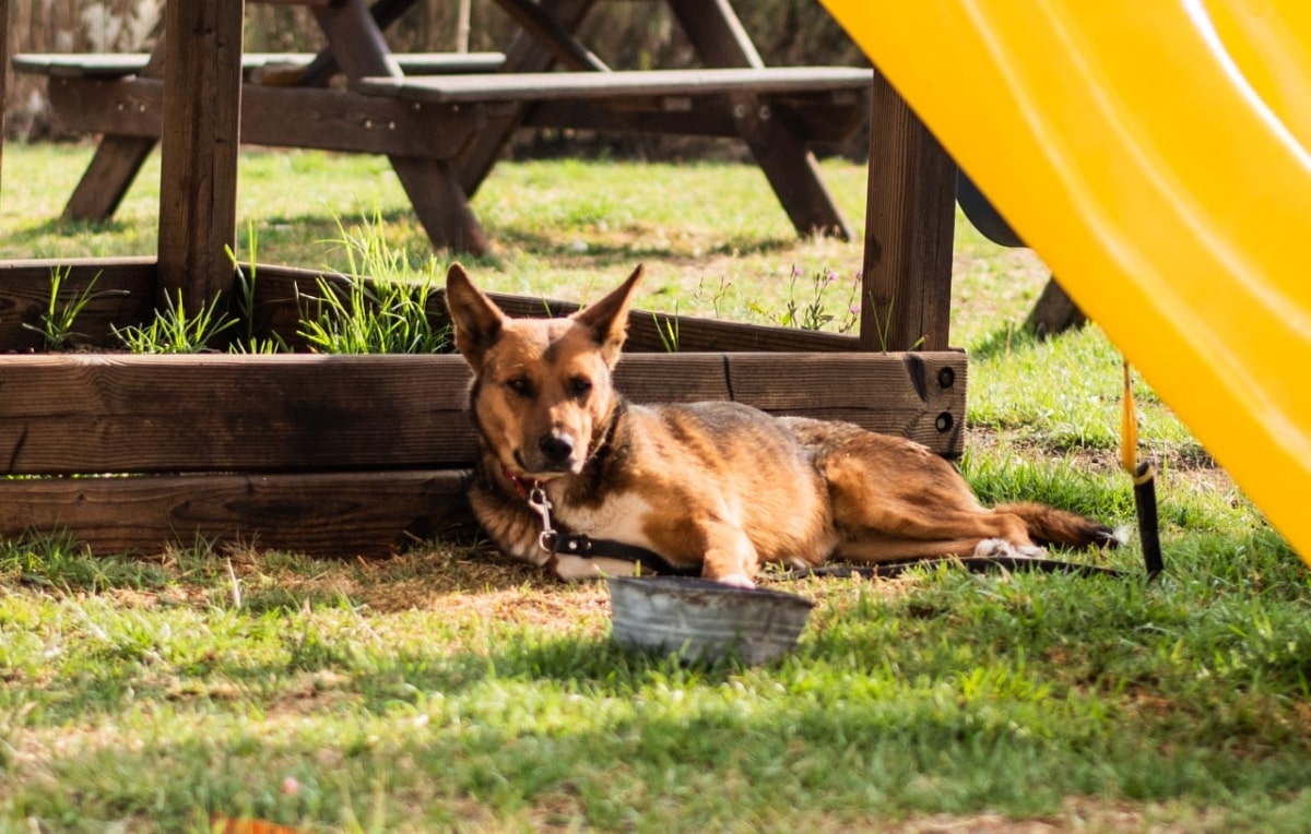 ¿Ya conoces Pet House? El lugar que tu peludo amigo amará