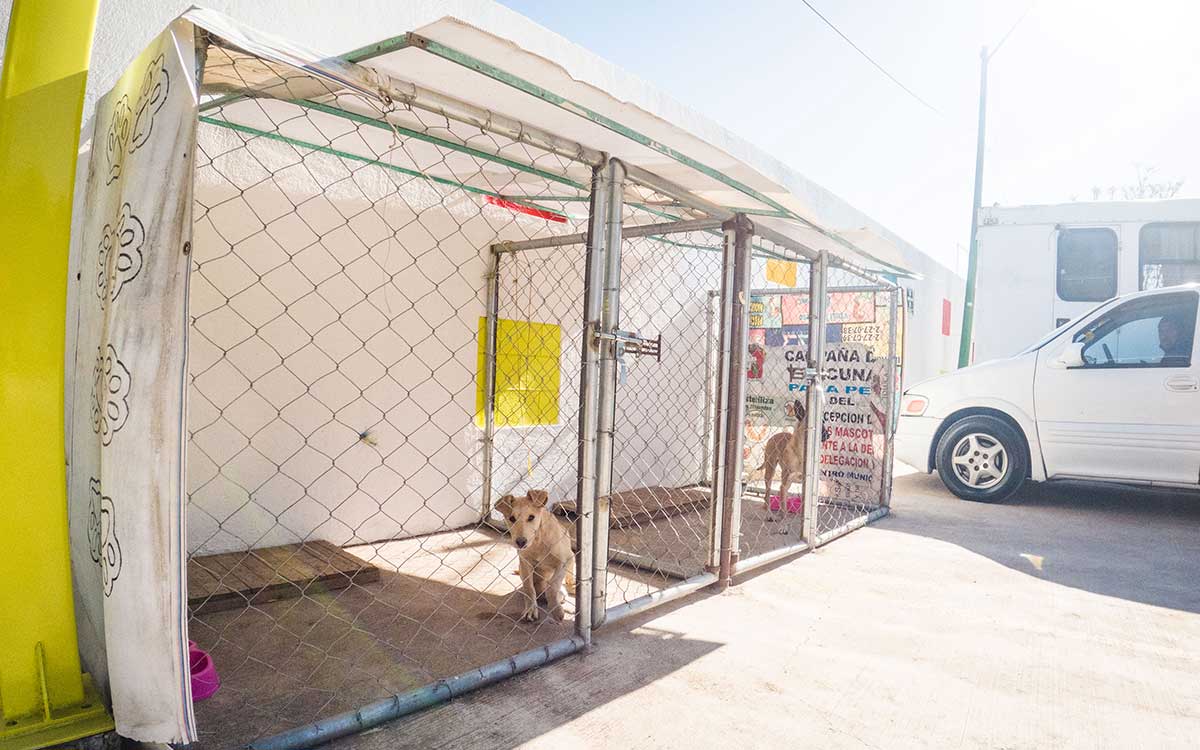 perrito en jaula centro control animal toluca
