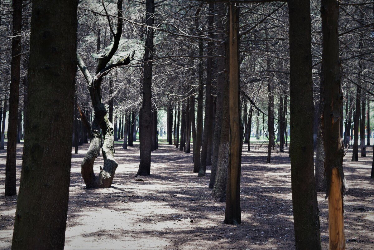 imagen de árboles en parque de los más descuidados