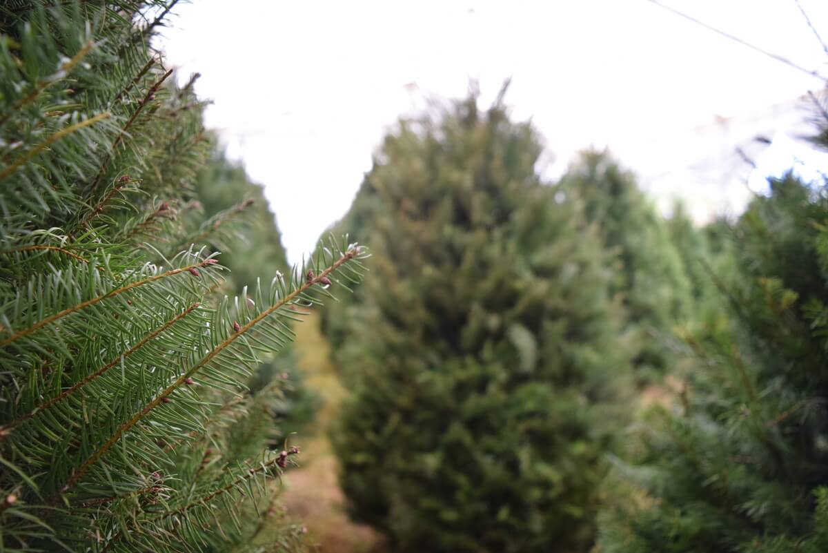 ¿Cómo cuidar a tu árbol de navidad natural? Te dejamos unos tipse