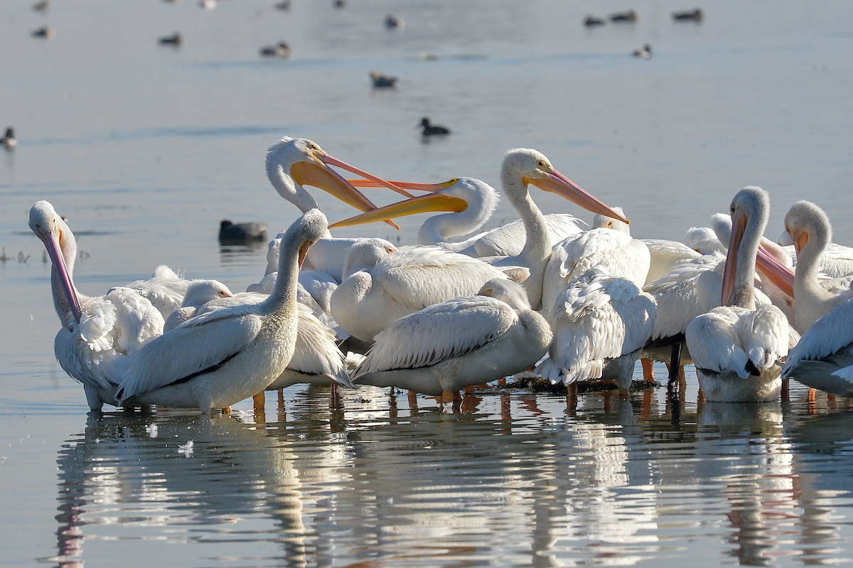 Arriban pelicanos americanos a Toluca