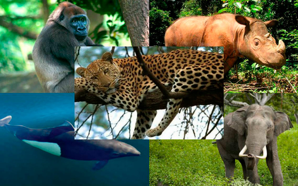 Animales en peligro de extinción