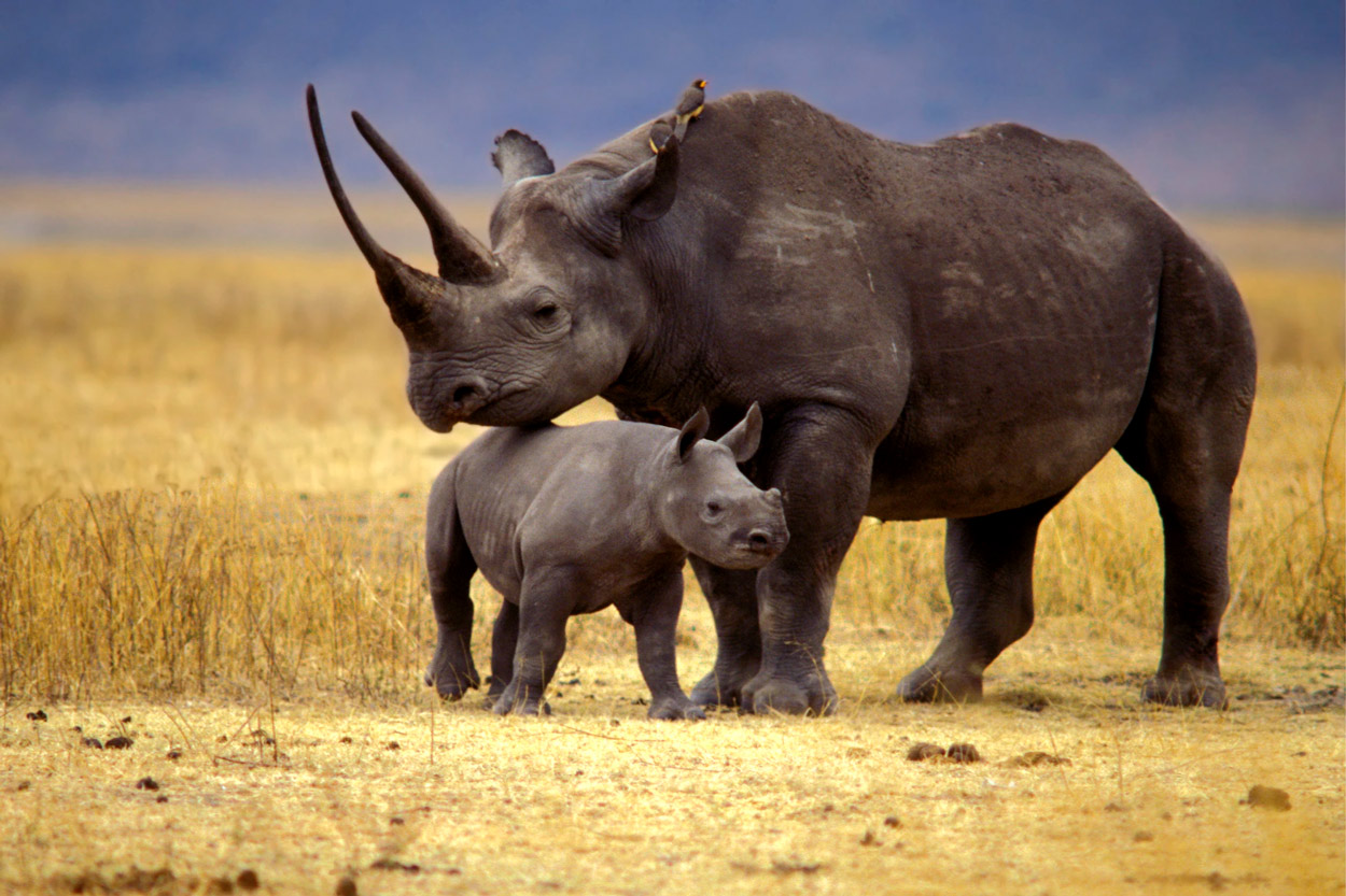 ¡Cuidemos el planeta! Este rinoceronte esta a punto de extinguirsee