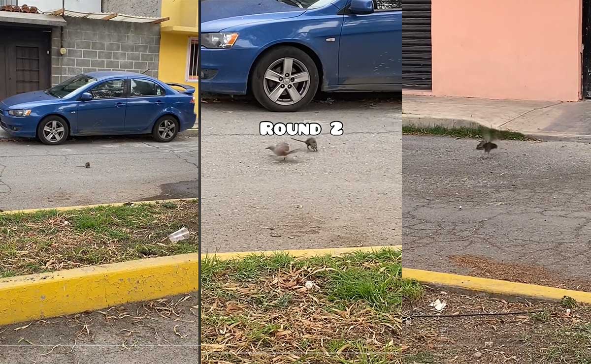 épica pelea entre una rata y una ave en Ecatepec, Edomex