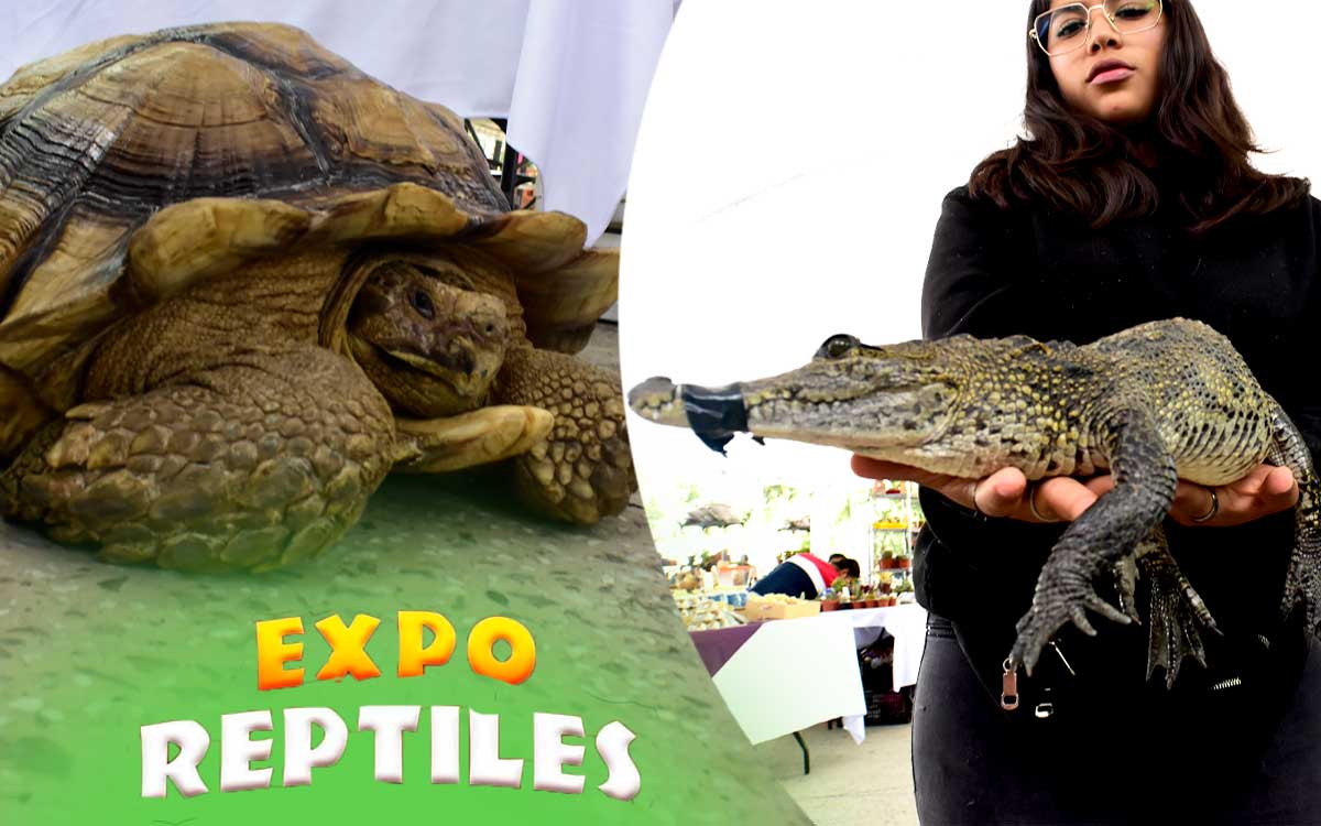 animales en exhibición reptiles toluca