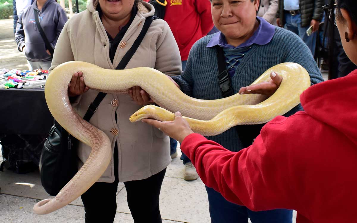 ¿Dijeron exhibición de reptiles en Toluca? Descubre dónde verlos GRATIS