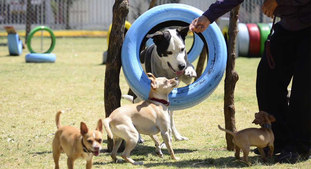 Esteriliza y vacuna a tu lomito en Toluca