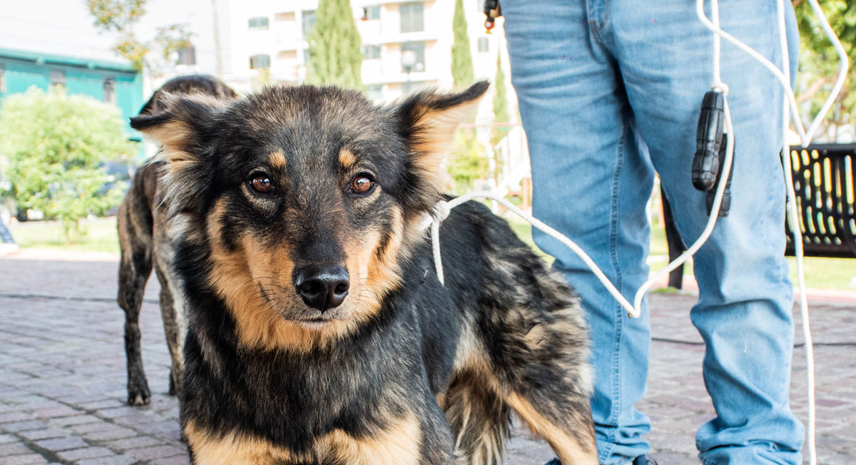 Esteriliza y vacuna a tu lomito GRATIS en Toluca, te decimos dónde