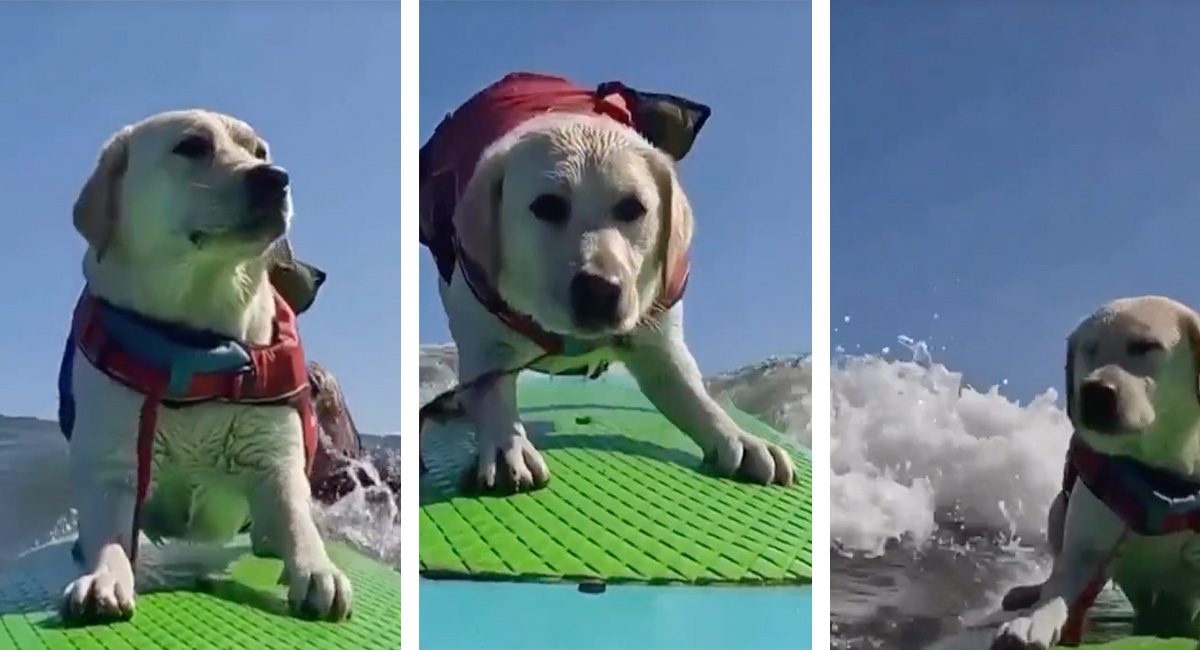 ¡Dominando las olas! Perrito hace surf y se vuelve viral