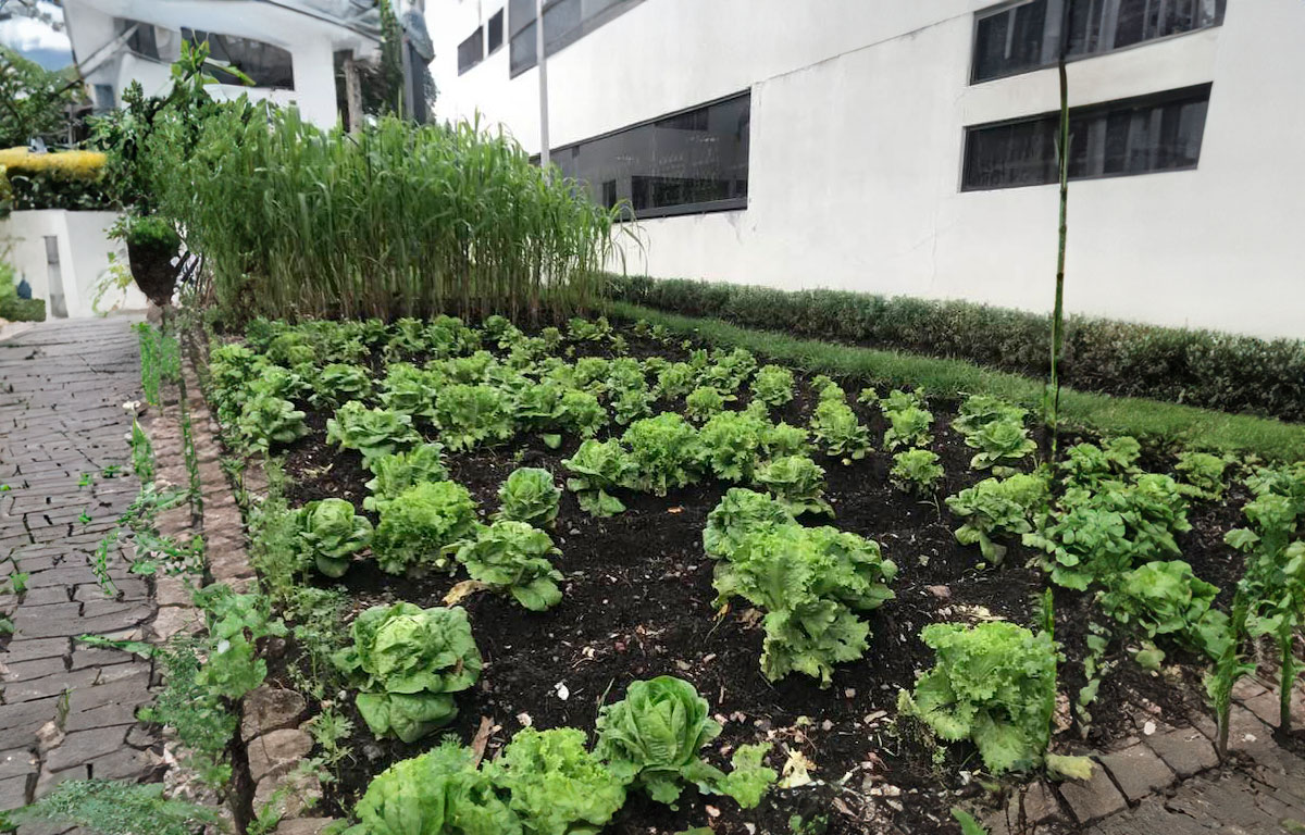 ¡A comer saludable! Facultad de la UAEMex te da verdura de su huerto de esta forma