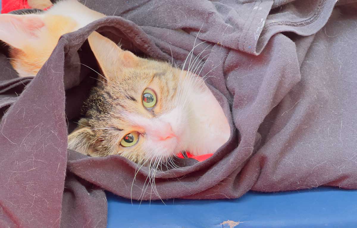 Gato mirando a la cámara envuelto en sudadera