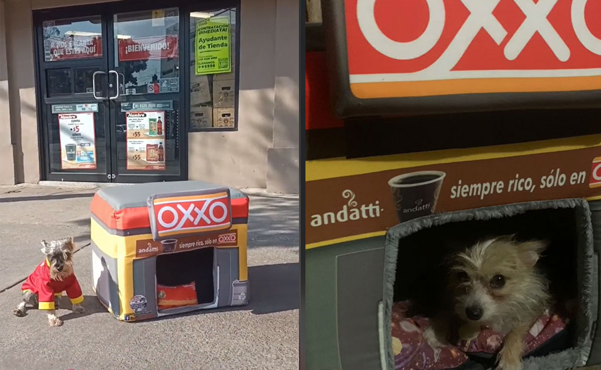 ¡Conoce los Oxxitos para lomitos! Crean camitas con diseño del OXXO para mascotas