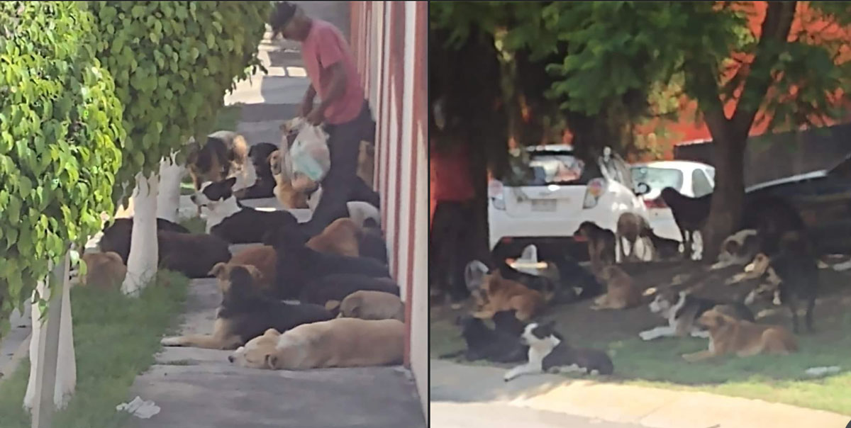 ¡Más como él! Señor del Edomex cuida y alimenta a más de 60 perritos,  se vuelve viral en redes sociales