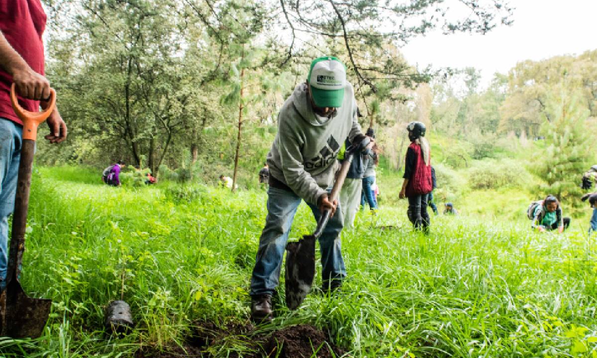 ¿Vamos a reforestar? Habrá Jornada de Reforestación en el Nevado de Toluca