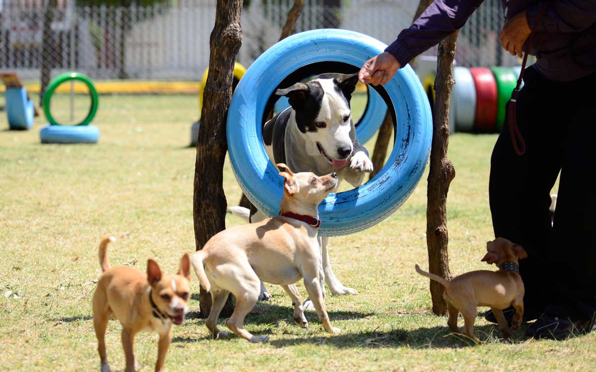 Perros jugando en un parque