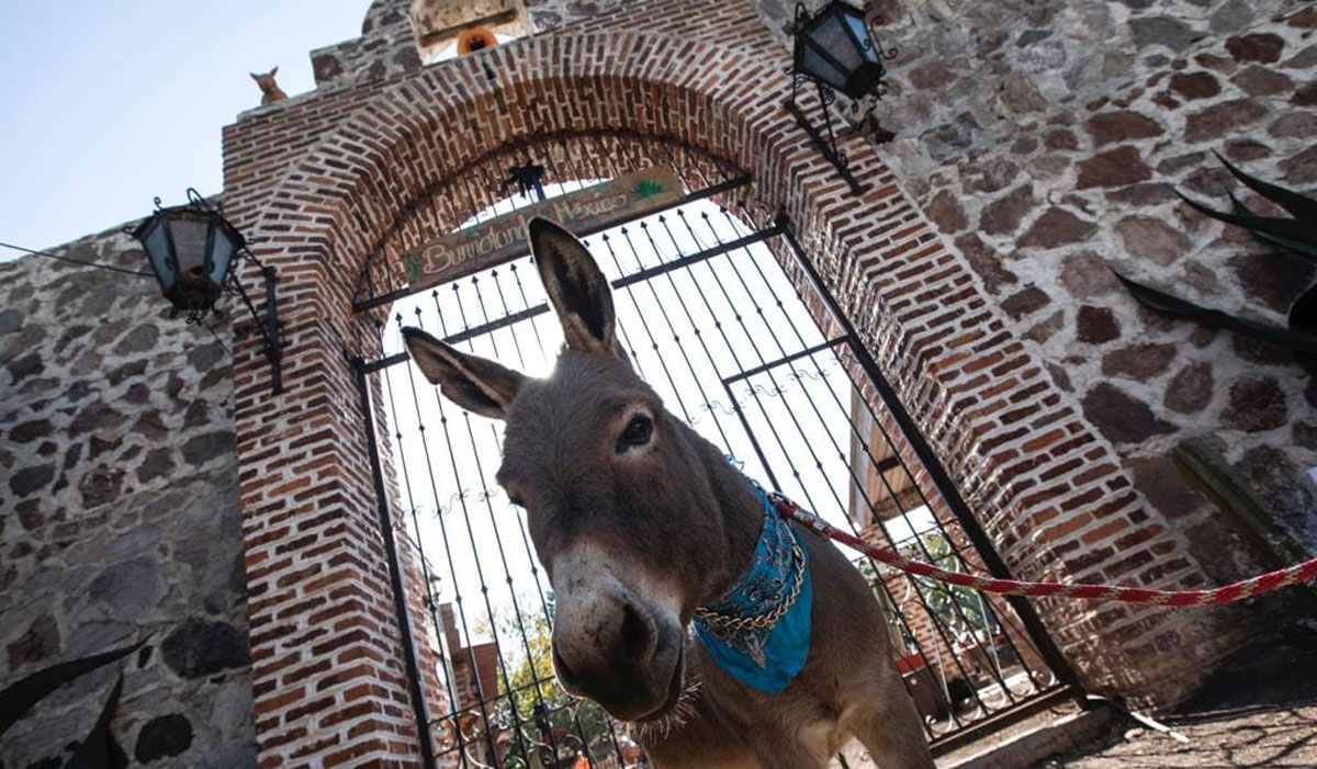 Burrolandia: una razón más para visitar Otumba, ¡ven y convive con a estos adorables animalitos!