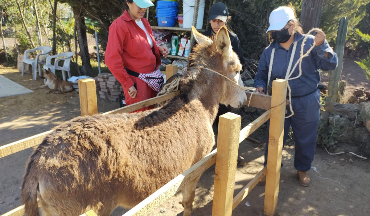 ¿Sin planes con la familia, amigos o tu pareja?, este fin de semana dale una oportunidad a Burrolandia, esencia del Pueblo Mágico de Otumba.