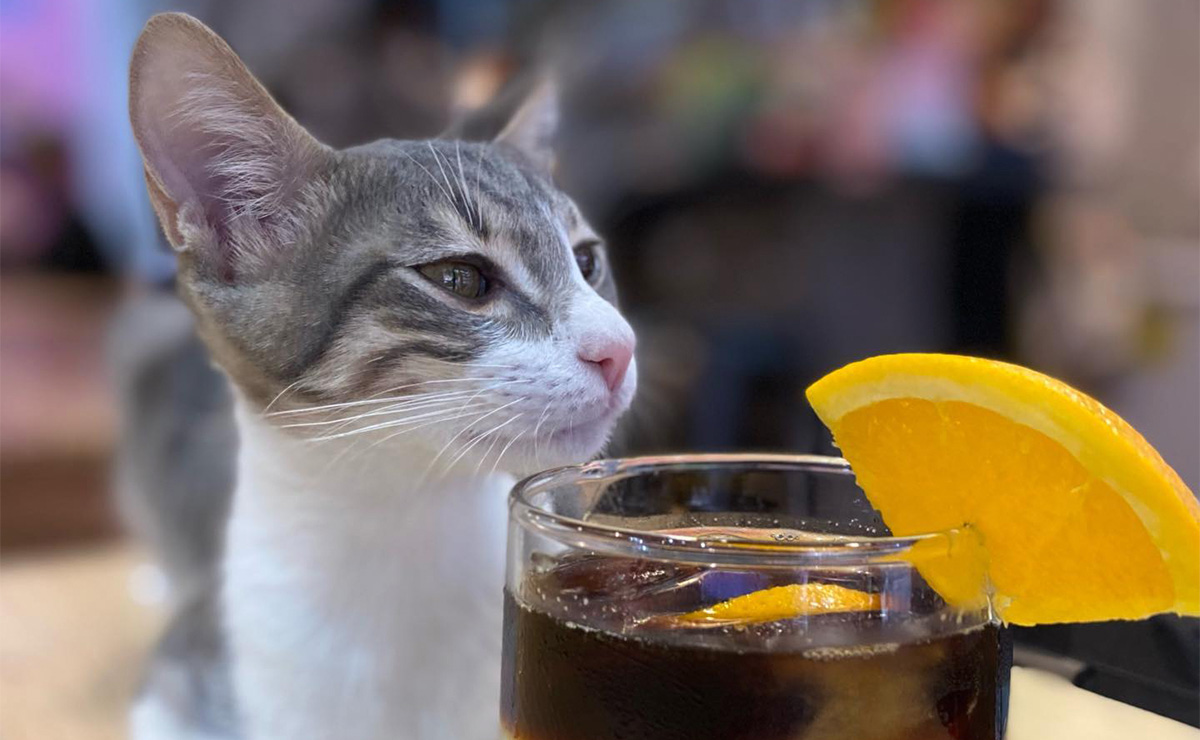 ¡Lánzate a esta cafeterí­a en CDMX y apoya a gatos rescatados!