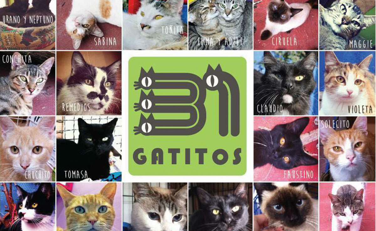 Logo de 31 Gatitos y fotos de gatos rescatados