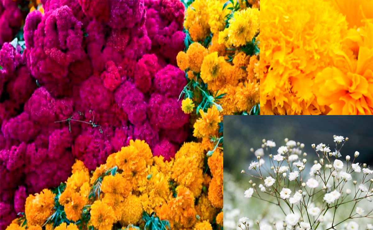 Flores de cempasúchil, nube y celosia para el Dí­a de Muertos.