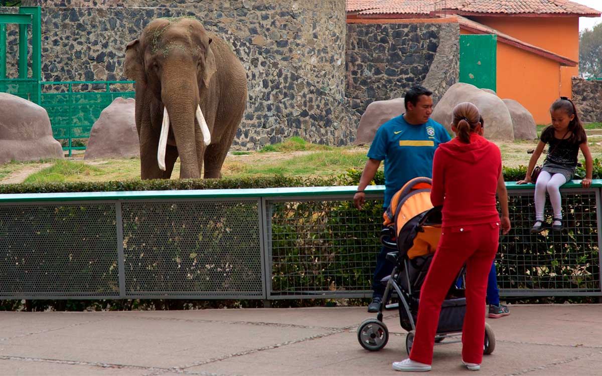 elefantes en zoologico de zacango 2023