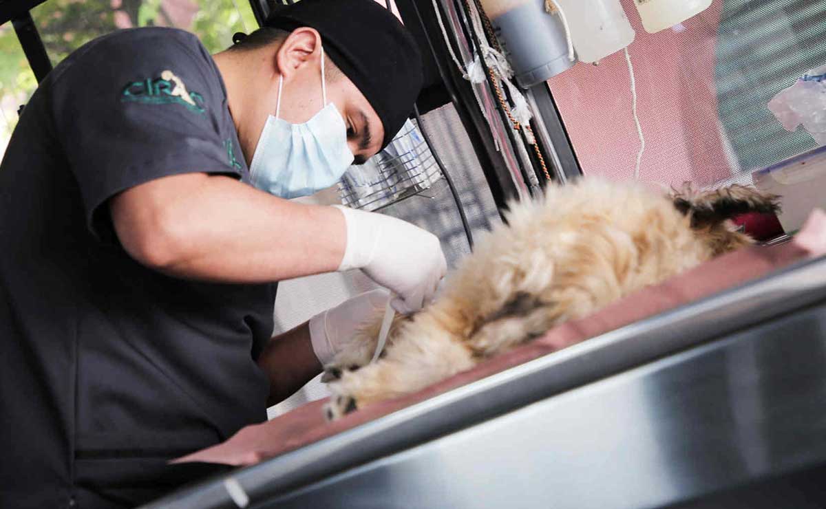 Veterinario esterilizando a perro en Metepec