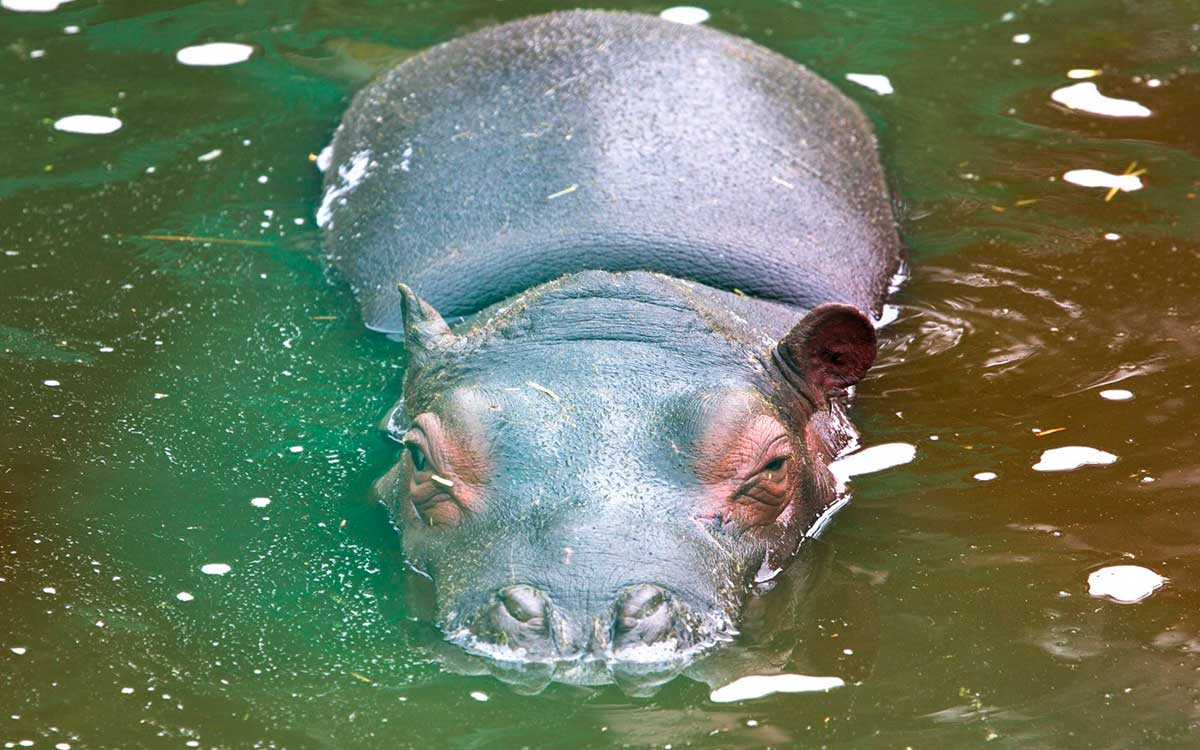 lago artificial hipopotamos zoologico de zacango