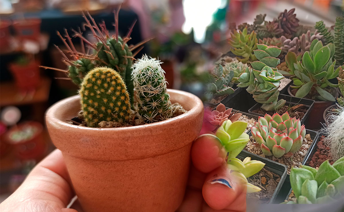 Saca a tu señora interior y lánzate por tu cactus a Valle de Bravo