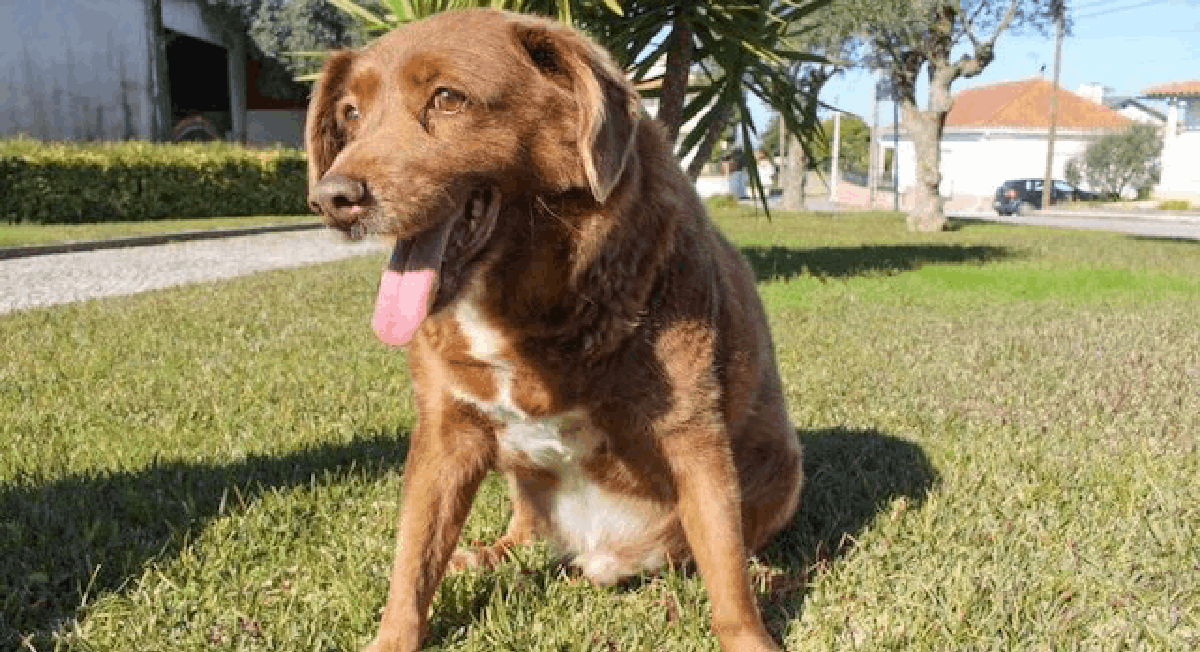 ¡Adiós Bobi! Fallece el perrito más viejo del mundo, esta es su historia