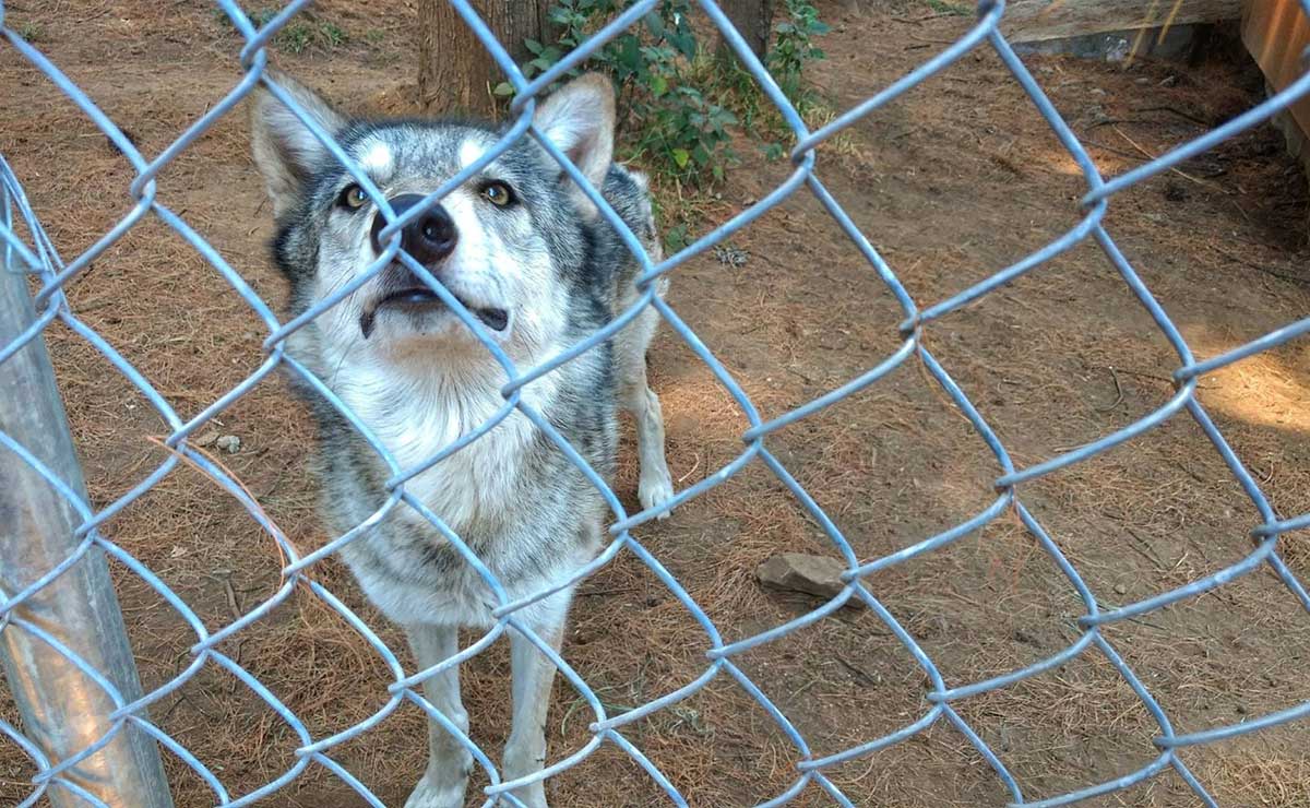 Lobo travieso en el parque recreativo en el Valle de Toluca