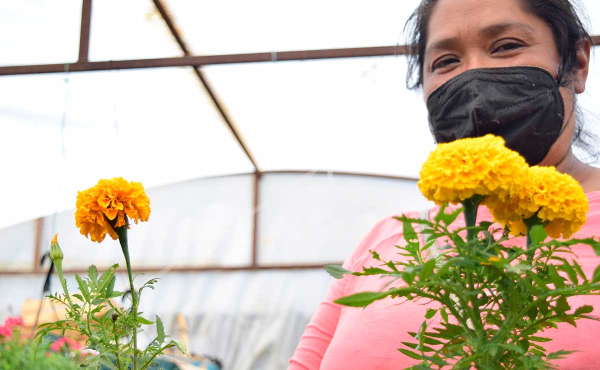 ¿Aún tienes flores de cempasúchil? Recí­clalas en Toluca