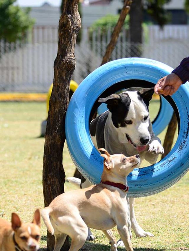 Guarderías para que cuiden a tu perro estas vacaciones decembrinas en Toluca